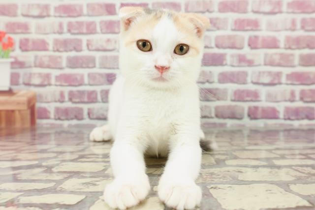 神奈川県のスコティッシュフォールド (Coo&RIKU長津田店/2024年1月6日生まれ/女の子/ダイリュートキャリコ)の子猫