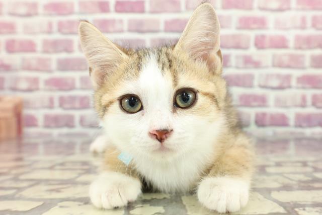 青森県のスコティッシュフォールド (Coo&RIKU弘前店/2024年2月11日生まれ/男の子/ブラウンタビーホワイト)の子猫