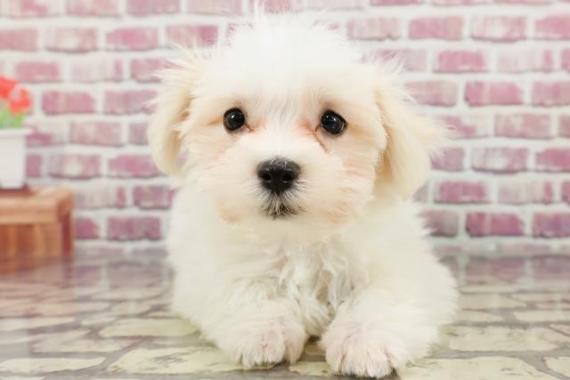 徳島県のマルチーズ (Coo&RIKU徳島店/2024年3月11日生まれ/男の子/ホワイト)の子犬