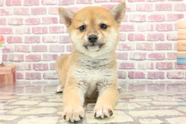神奈川県の豆柴 (Coo&RIKU相模原店/2024年3月11日生まれ/女の子/赤)の子犬