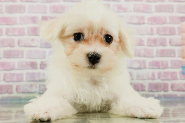 青森県のマルチーズ (Coo&RIKU弘前店/2024年3月11日生まれ/男の子/ホワイト)の子犬