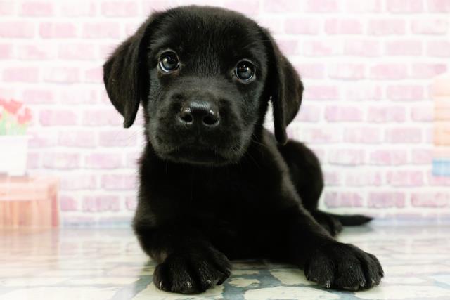 千葉県のラブラドールレトリーバー (Coo&RIKU南柏店/2024年3月12日生まれ/男の子/ブラック)の子犬