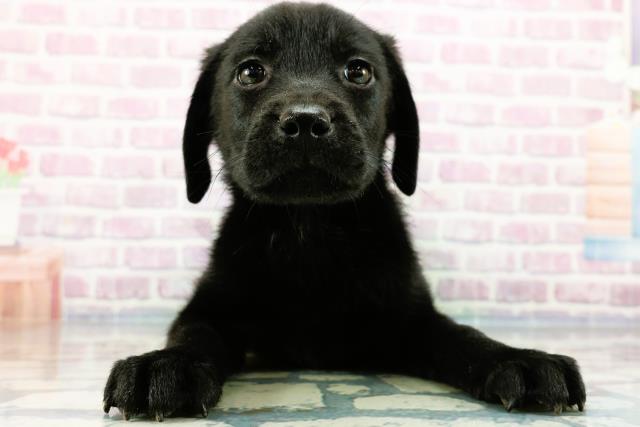 埼玉県のラブラドールレトリーバー (Coo&RIKUアニマルケアセンター大宮/2024年3月12日生まれ/男の子/ブラック)の子犬