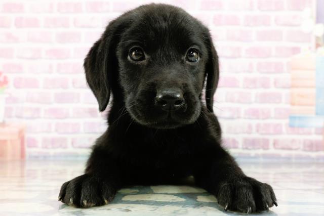 埼玉県のラブラドールレトリーバー (Coo&RIKUアニマルケアセンター大宮/2024年3月12日生まれ/女の子/ブラック)の子犬