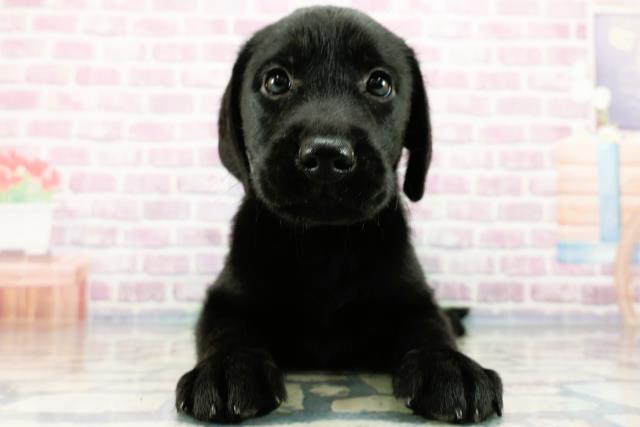 埼玉県のラブラドールレトリーバー (Coo&RIKUアニマルケアセンター大宮/2024年3月12日生まれ/女の子/ブラック)の子犬