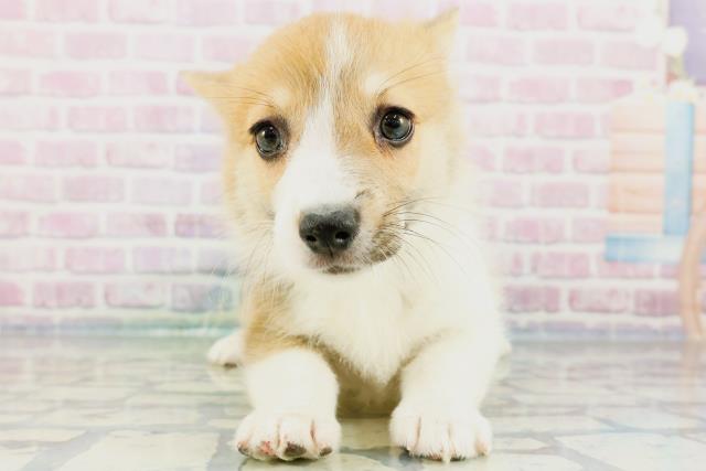 千葉県のウェルシュコーギーペンブローク (Coo&RIKU南柏店/2024年3月16日生まれ/女の子/レッドホワイト)の子犬