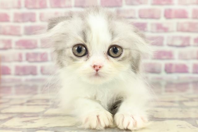 広島県のスコティッシュフォールド (Coo&RIKU福山店/2024年3月15日生まれ/男の子/ブルータビー)の子猫