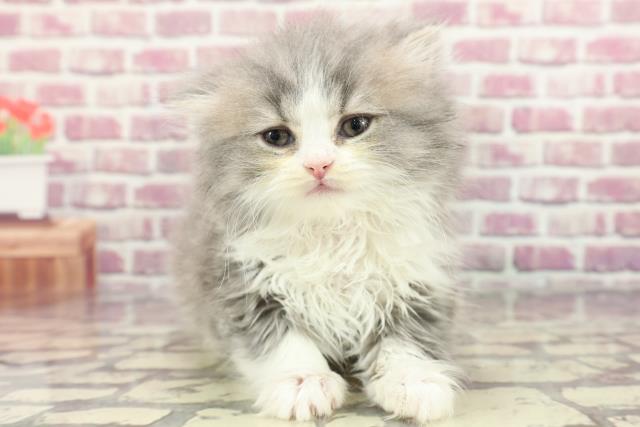 兵庫県のスコティッシュフォールド (Coo&RIKU神戸東灘店/2024年3月15日生まれ/女の子/ブルーホワイト)の子猫