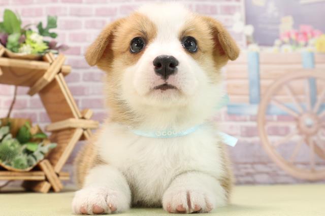 岐阜県のウェルシュコーギーペンブローク (Coo&RIKU各務原店/2024年3月15日生まれ/男の子/レッドホワイト)の子犬