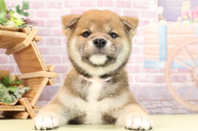 愛知県の柴犬(標準サイズ) (Coo&RIKU東海一宮店/2024年3月17日生まれ/女の子/赤)の子犬