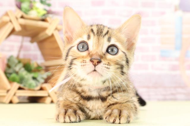 愛知県のベンガル (Coo&RIKU東海一宮店/2024年3月14日生まれ/女の子/ブラウンスポットタビー)の子猫