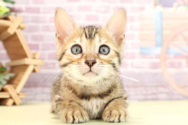 東京都のベンガル (Coo&RIKU吉祥寺店/2024年3月14日生まれ/女の子/ブラウンスポットタビー)の子猫