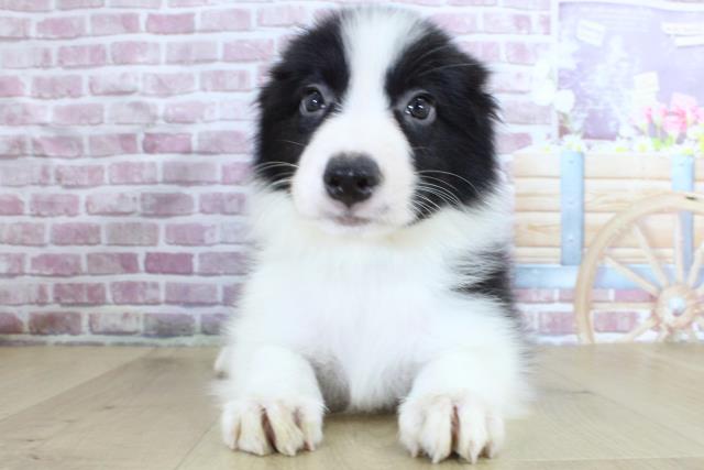 宮城県のボーダーコリー (Coo&RIKU仙台太白店/2024年3月12日生まれ/男の子/ブラックホワイト)の子犬