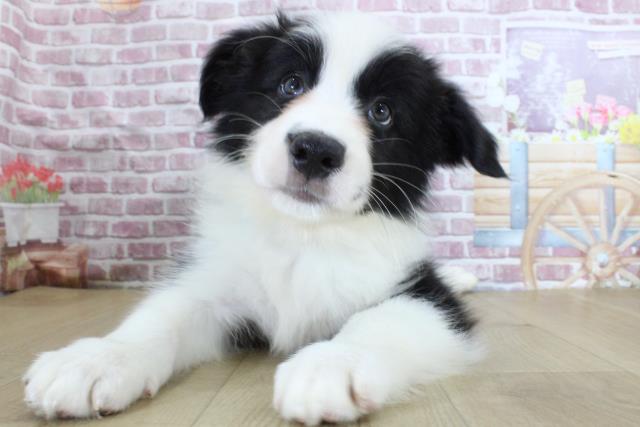 青森県のボーダーコリー (Coo&RIKU弘前店/2024年3月12日生まれ/男の子/ブラックホワイト)の子犬