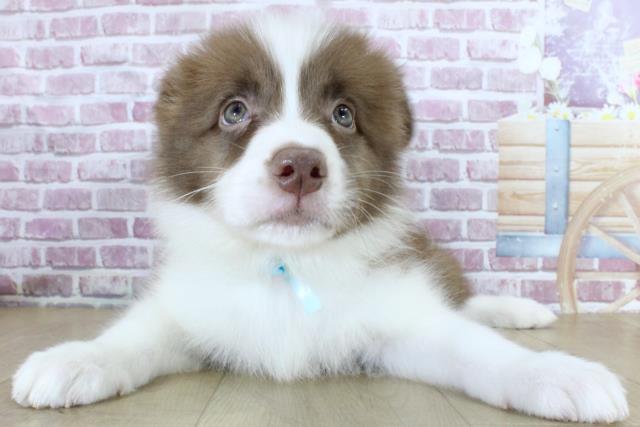 青森県のボーダーコリー (Coo&RIKU八戸店/2024年3月12日生まれ/男の子/チョコレートホワイト)の子犬
