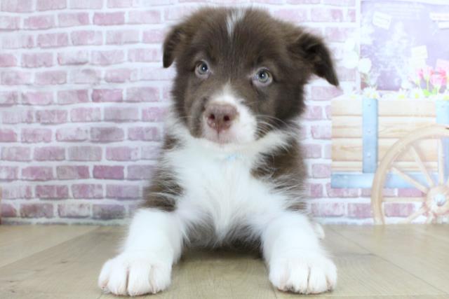 岩手県のボーダーコリー (Coo&RIKU岩手盛岡店/2024年3月12日生まれ/男の子/チョコレートホワイト)の子犬