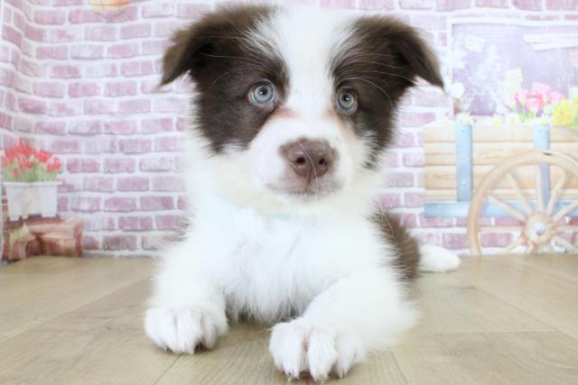 岩手県のボーダーコリー (Coo&RIKU一関店/2024年3月12日生まれ/男の子/チョコレートホワイト)の子犬