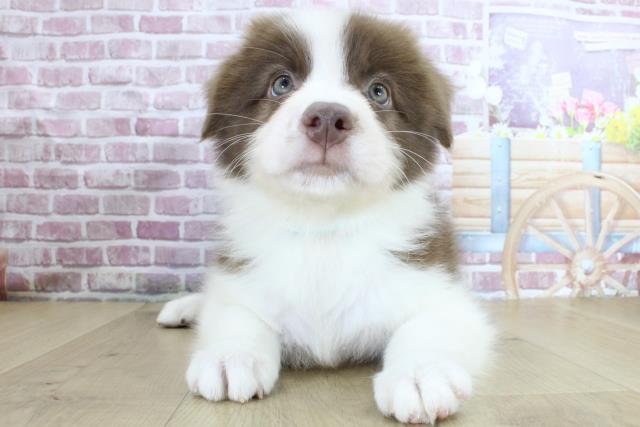 秋田県のボーダーコリー (Coo&RIKU秋田店/2024年3月12日生まれ/男の子/チョコレートホワイト)の子犬