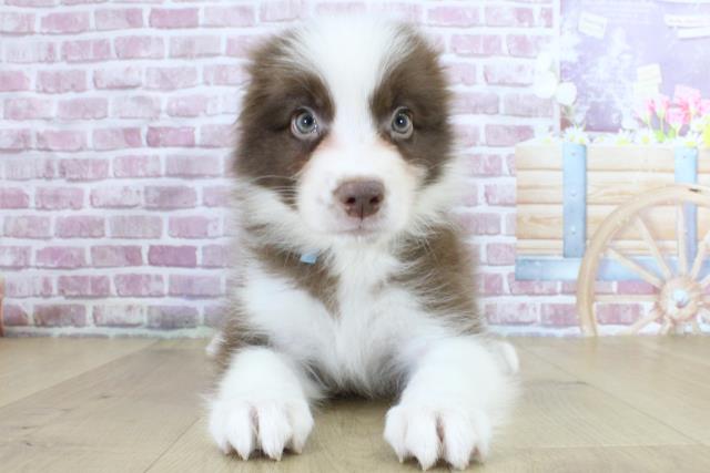 宮城県のボーダーコリー (Coo&RIKUイオンタウン古川店/2024年3月12日生まれ/男の子/チョコレートホワイト)の子犬
