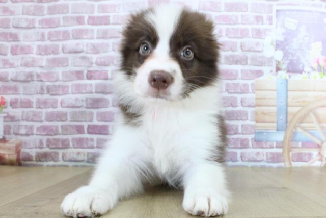 宮城県のボーダーコリー (Coo&RIKU仙台太白店/2024年3月12日生まれ/女の子/チョコレートホワイト)の子犬