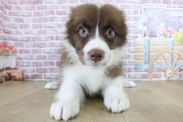 福島県のボーダーコリー (Coo&RIKUいわき店/2024年3月12日生まれ/女の子/チョコレートホワイト)の子犬