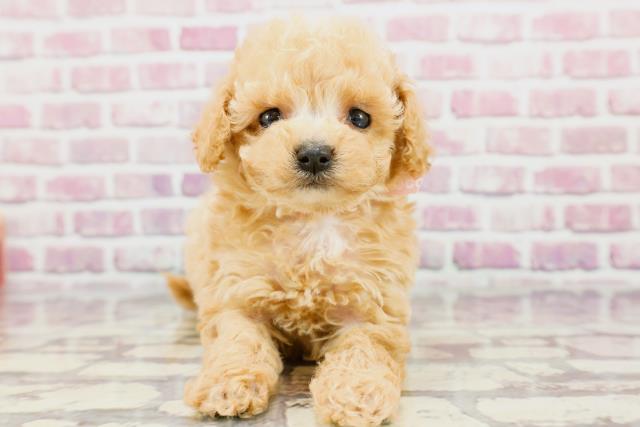 北海道のマルプー(マルチーズ×プードル) (Coo&RIKU函館店/2024年3月16日生まれ/女の子/アプリコット)の子犬