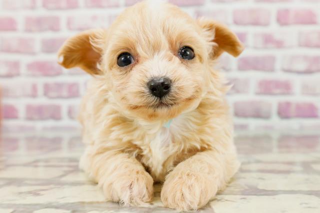 北海道のチワプー/プーチー(チワワ×プードル) (Coo&RIKU函館店/2024年3月17日生まれ/男の子/アプリコット)の子犬