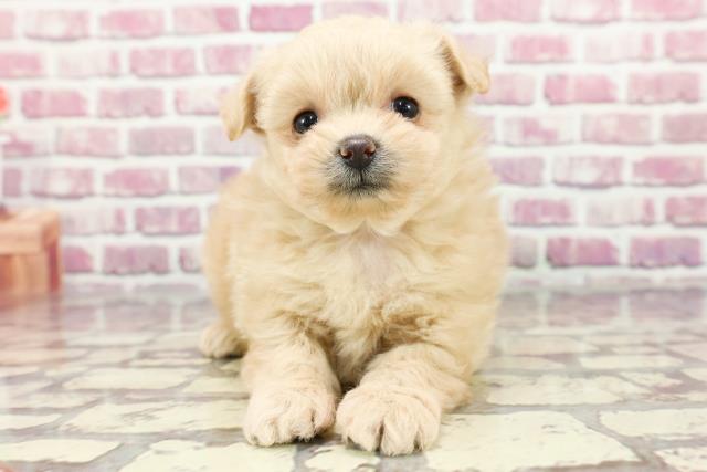 東京都のポメプー(ポメラニアン×プードル) (Coo&RIKU池袋西口店/2024年3月17日生まれ/女の子/アプリコット)の子犬