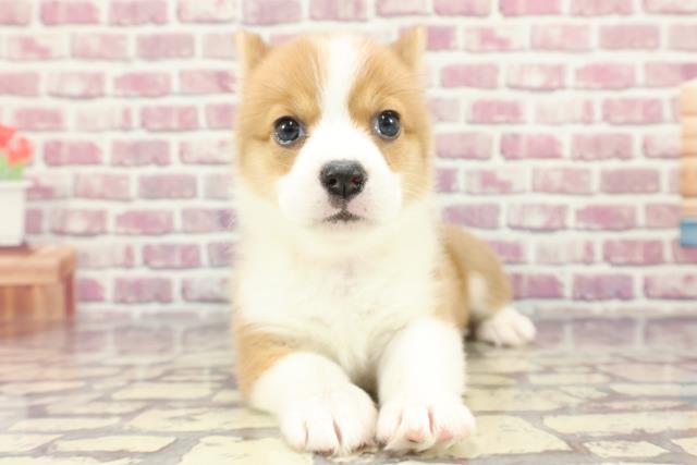 群馬県のウェルシュコーギーペンブローク (Coo&RIKU前橋店/2024年3月14日生まれ/女の子/レッドホワイト)の子犬