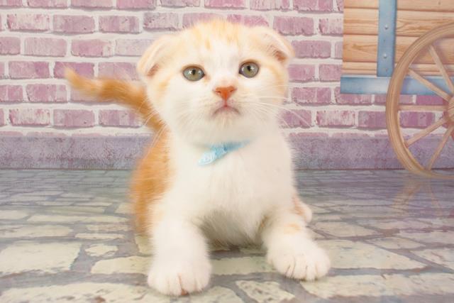 大阪府のスコティッシュフォールド (Coo&RIKU城東古市店/2024年3月12日生まれ/男の子/クリームホワイト)の子猫