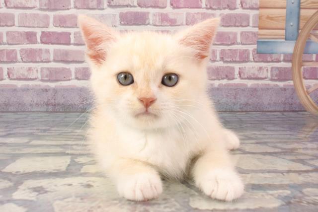 大阪府のスコティッシュフォールド (Coo&RIKU天王寺店/2024年3月12日生まれ/男の子/クリームホワイト)の子猫