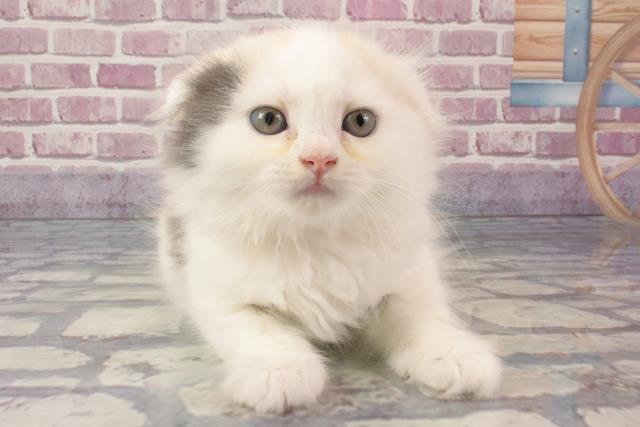 兵庫県のスコティッシュフォールド (Coo&RIKU神戸東灘店/2024年3月12日生まれ/女の子/キャリコ)の子猫