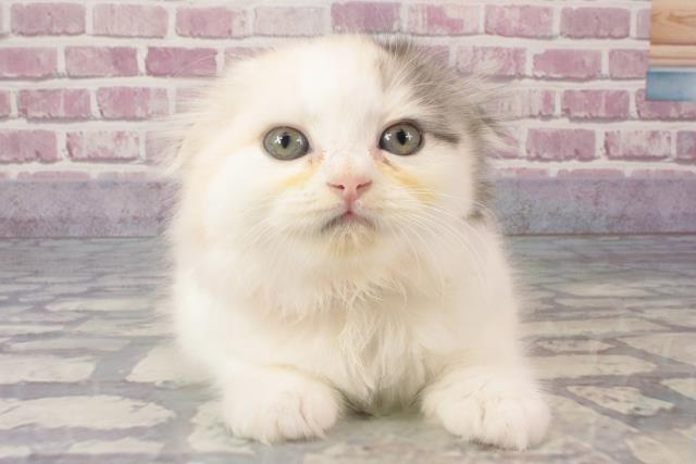 滋賀県のスコティッシュフォールド (Coo&RIKU滋賀草津店/2024年3月12日生まれ/女の子/キャリコ)の子猫