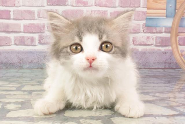滋賀県のラガマフィン (Coo&RIKU滋賀草津店/2024年3月15日生まれ/女の子/シルバーパッチドタビーホワイト)の子猫