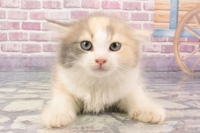 兵庫県のラガマフィン (Coo&RIKU神戸三宮店/2024年3月15日生まれ/女の子/ブルーシルバータビーホワイト)の子猫
