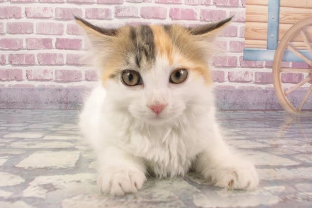大阪府のラガマフィン (Coo&RIKU和泉店/2024年3月15日生まれ/女の子/ブルーパッチドタビーホワイト)の子猫