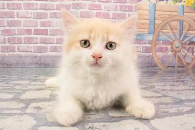 奈良県のラガマフィン (Coo&RIKU天理店/2024年3月15日生まれ/男の子/クリームシルバータビーホワイト)の子猫