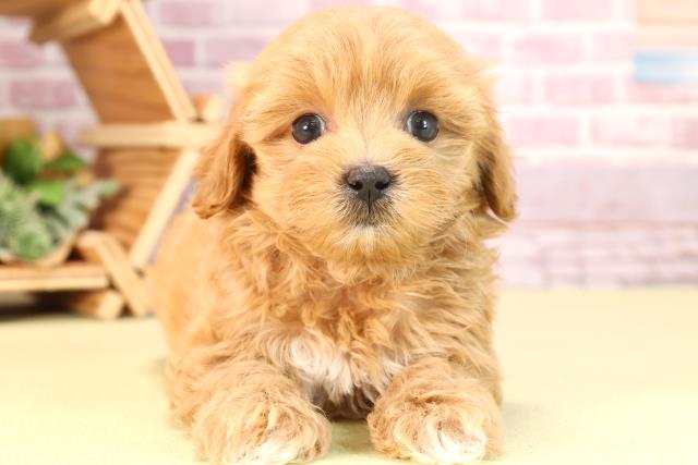 静岡県のマルプー(マルチーズ×プードル) (Coo&RIKU富士店/2024年3月18日生まれ/女の子/アプリコット)の子犬