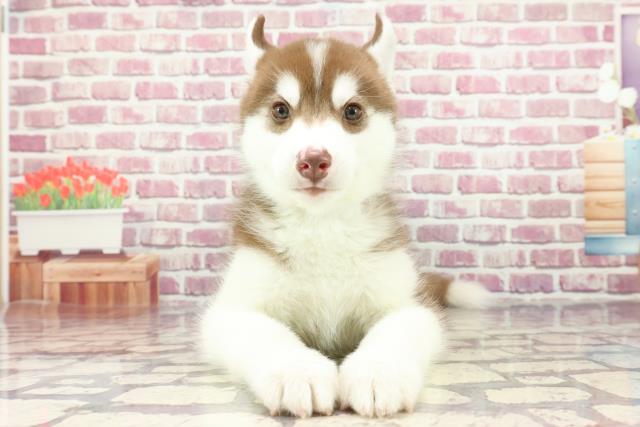 神奈川県のシベリアンハスキー (Coo&RIKU横浜青葉店/2024年3月19日生まれ/男の子/チョコレートホワイト)の子犬