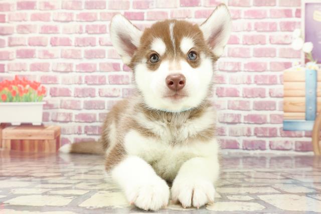 東京都のシベリアンハスキー (Coo&RIKU福生店/2024年3月19日生まれ/男の子/チョコレートホワイト)の子犬