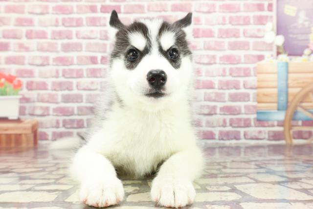 神奈川県のシベリアンハスキー (Coo&RIKU相模原店/2024年3月19日生まれ/女の子/ブラックホワイト)の子犬