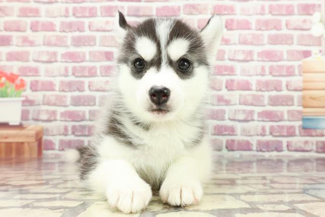 群馬県のシベリアンハスキー (Coo&RIKU前橋店/2024年3月19日生まれ/女の子/ブラックホワイト)の子犬
