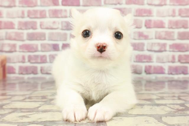 千葉県のチワワ(ロング) (Coo&RIKU市原店/2024年3月17日生まれ/男の子/クリームホワイト)の子犬