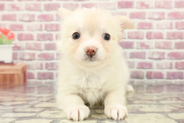 福島県のチワワ(ロング) (Coo&RIKU会津若松店/2024年3月17日生まれ/女の子/クリームホワイト)の子犬