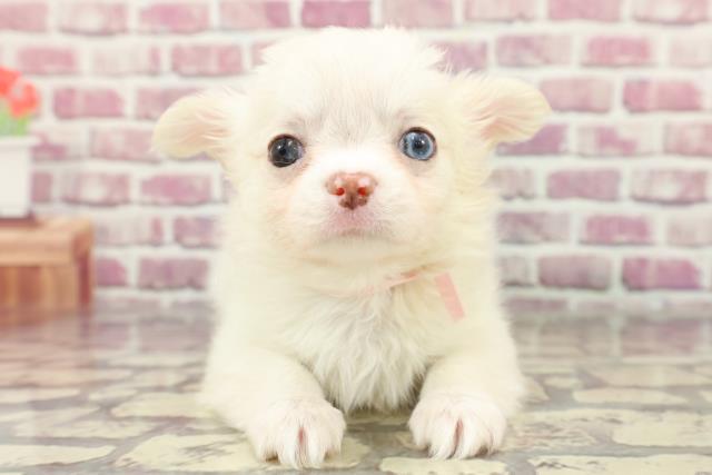 群馬県のチワワ(ロング) (Coo&RIKU前橋店/2024年3月17日生まれ/女の子/クリームホワイト)の子犬