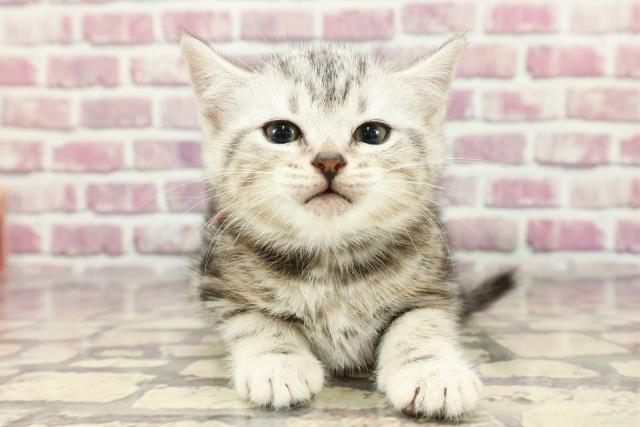 北海道のアメリカンショートヘアー (Coo&RIKU帯広店/2024年3月16日生まれ/女の子/シルバータビー)の子猫