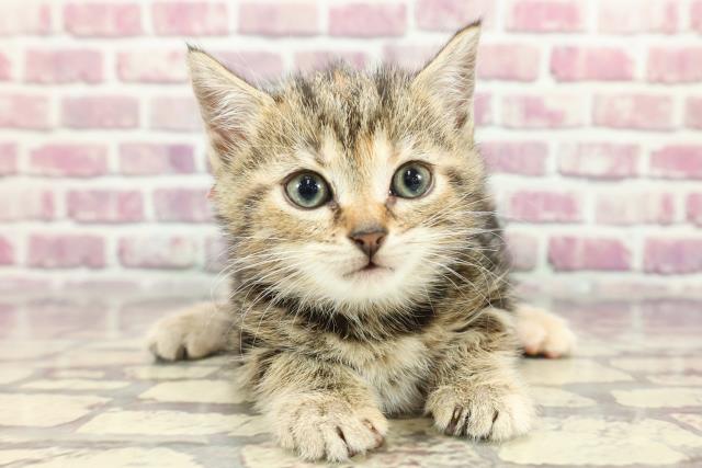 北海道のアメリカンショートヘアー (Coo&RIKU釧路店/2024年3月16日生まれ/女の子/ブラウンタビー)の子猫