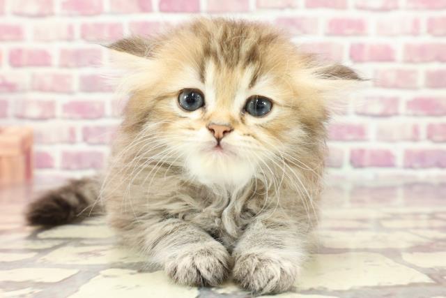新潟県のペルシャ (Coo&RIKU新潟東店/2024年3月14日生まれ/男の子/チンチラゴールデン)の子猫