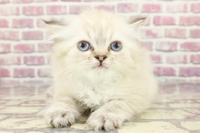 広島県のペルシャ (Coo&RIKU東広島店/2024年3月14日生まれ/男の子/チンチラシルバー)の子猫