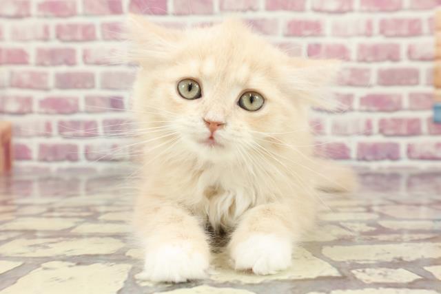 北海道のサイベリアン (Coo&RIKU函館店/2024年3月15日生まれ/女の子/クリームタビーホワイト)の子猫